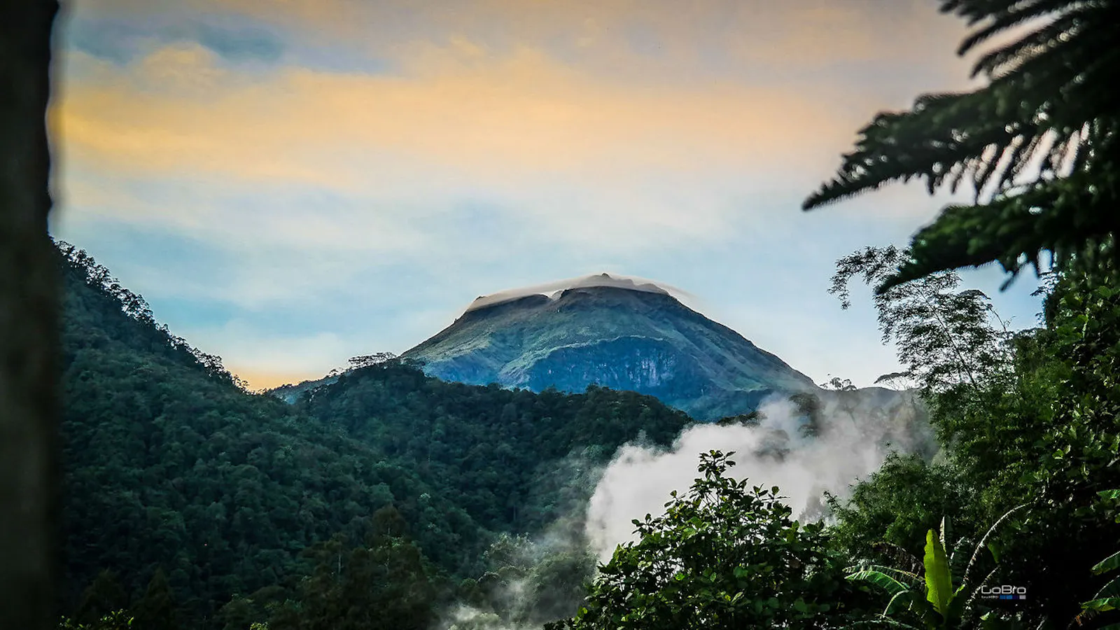 Mindanao Montane Rainforests One Earth